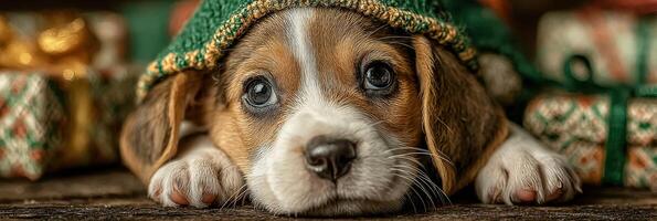 Beagle puppy wearing a green sweater surrounded by colorful holiday presents indoors photo