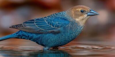 Colorful blue bird wades through shallow water under soft sunlight in a nature setting photo