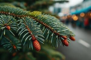 Close-up view of pine tree branches adorned with young cones in a bustling market during early morning hours photo