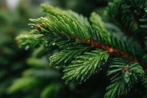 Close-up view of fresh green pine needles covered in water droplets after a rain shower in a tranquil forest setting photo