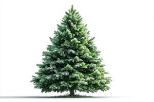 Evergreen tree stands tall against a white background during winter season with fresh snow on its branches photo