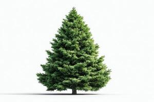 Tall evergreen tree standing against a clean white background in a minimalist setting photo