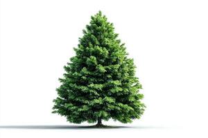 Evergreen tree stands alone against a white background showcasing its lush green foliage and symmetry photo