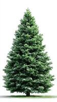 Evergreen tree stands tall against a plain white background showcasing vibrant green foliage and a natural, full shape photo