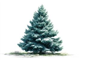 Snow-covered evergreen tree in a serene winter landscape with bright white background photo