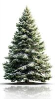 Winter pine tree covered in snow standing tall against a white background during daylight hours photo