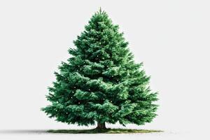 Beautiful evergreen tree with lush foliage standing alone against a neutral background photo