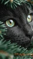 Close-up view of a black cat peeking through green foliage in a serene garden during daytime photo
