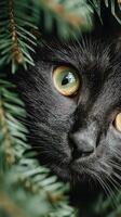Black cat peering through green foliage in a serene natural setting during daylight hours photo