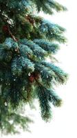 Pine branch glistening with raindrops in a lush forest during early morning photo