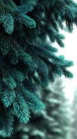 Close-up view of evergreen tree branches showcasing intricate details against a soft, blurred winter backdrop photo