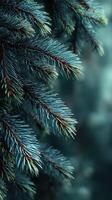 Close-up of evergreen pine tree branches showcasing vibrant colors and textures in a serene forest setting photo