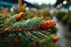 Close-up view of a fresh pine cone on a conifer branch in a nursery surrounded by greenery on a rainy day photo