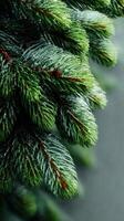 Close-up view of lush green pine branches with droplets of water capturing morning light in a forest setting photo
