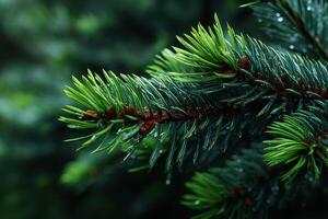 Close-up of fresh evergreen tree branch glistening with water droplets after rain in a lush forest environment photo