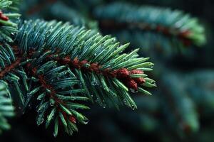 Spruce tree branches adorned with fresh dew after a morning rain in a serene forest setting photo