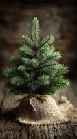 Small evergreen tree in burlap sack displayed on wooden surface with rustic background photo