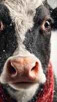 Close-up of a cow with a snowy background and a cozy scarf, showcasing its expressive eyes and gentle demeanor in winter photo