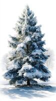 Snow-covered evergreen tree in winter landscape under soft sunlight with frosted ground at dawn photo