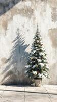 Snow-covered Christmas tree beside a textured wall on a sunny winter day photo