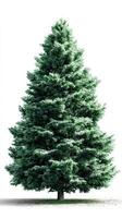 Lush green evergreen tree stands tall against a white background, showcasing nature's beauty and resilience photo