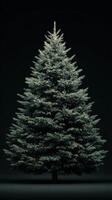 Lush evergreen tree stands elegantly against a dark background, showcasing its vibrant hues and detailed texture photo