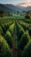 Expansive green tree farm at sunset showcasing rows of evergreen trees in a tranquil valley setting photo