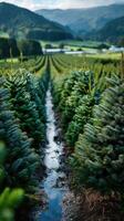 Rows of evergreen trees in a lush green field during early morning light in a serene countryside setting photo