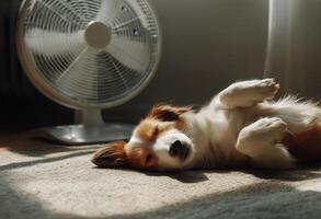 A dog laying on its back in front of a fan photo