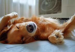 A dog laying on its back in front of an air conditioner photo