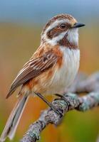 A small bird is perched on a branch photo