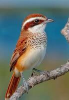 A small brown and white bird is perched on a branch photo
