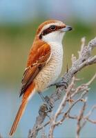 A small bird is sitting on a branch photo