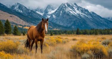 A horse is standing in a field with mountains in the background photo