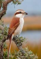 A bird sitting on a branch photo