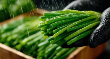 A person holding a bunch of green onions photo