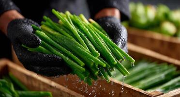A person holding green beans in their hands photo
