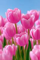 Pink tulips on a blue sky background photo