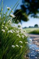 A field of grass with white flowers and a stream photo