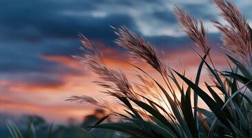 A sunset with tall grasses in the foreground photo
