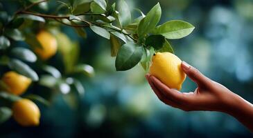 A person holding a lemon on a tree photo