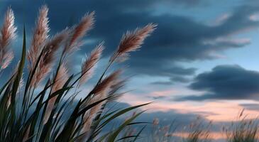 A field of tall grass with a sunset in the background photo