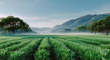 Green field with trees and fog in the background photo
