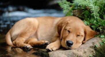 A puppy sleeping on a rock by a stream photo