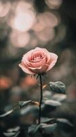 A single pink rose is shown in front of a blurry background photo