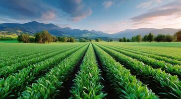 A field of corn with mountains in the background photo