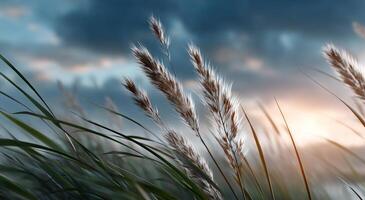 Grass and water in the sunset photo