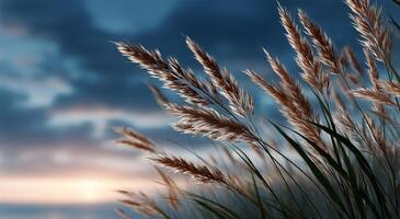 Grass on the beach at sunset with the sun in the background photo