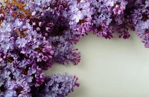 A close up of purple flowers on a white background photo