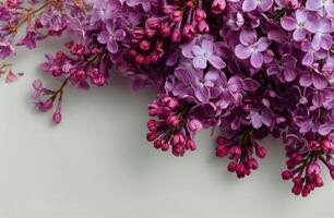 A bunch of purple flowers are on a white background photo